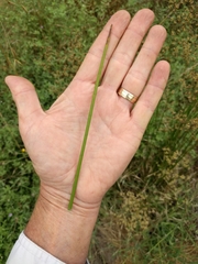 Juncus dubius
