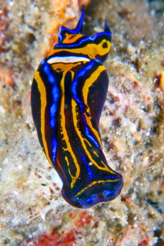 Swallowtail Headshield Slug