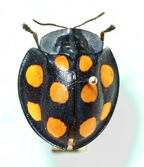 Stolas decemguttata