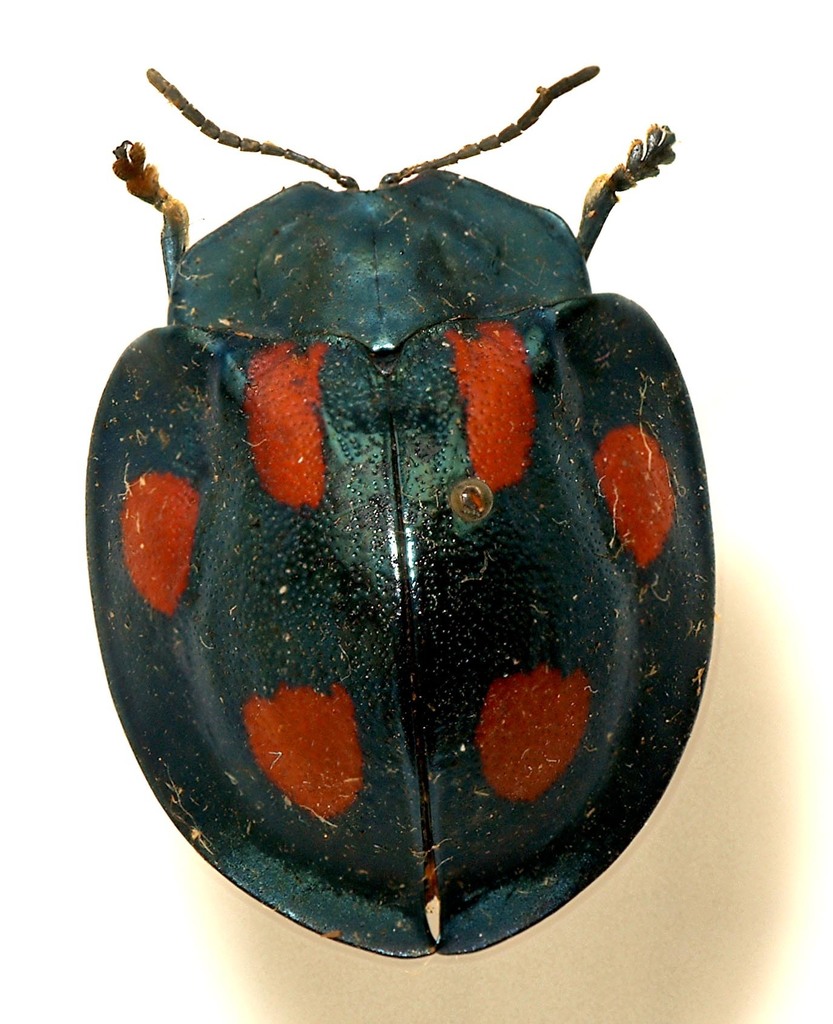 Stolas illustris