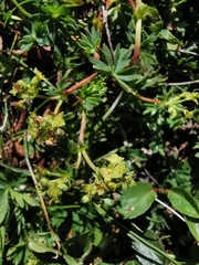 Alchemilla pentaphyllea