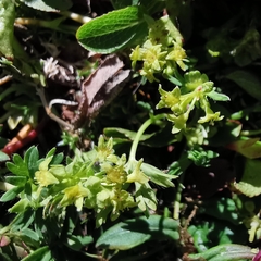 Alchemilla pentaphyllea