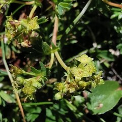 Alchemilla pentaphyllea