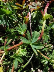 Alchemilla pentaphyllea
