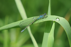Coenagrion puella