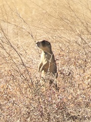 Cynomys parvidens