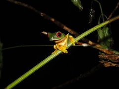 Agalychnis