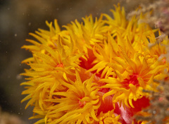 Tubastraea