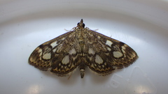 Anania coronata