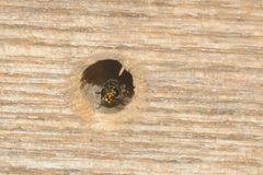 Trichrysis cyanea