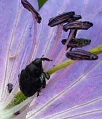 Zacladus geranii