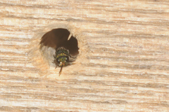 Trichrysis cyanea