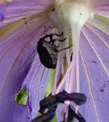 Zacladus geranii