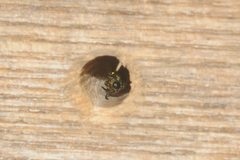 Trichrysis cyanea