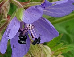 Zacladus geranii