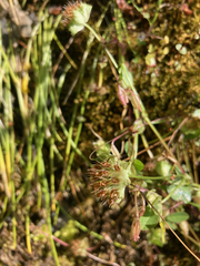 Trifolium cyathiferum