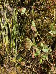 Trifolium cyathiferum