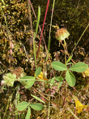 Trifolium cyathiferum