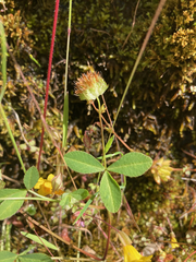 Trifolium cyathiferum