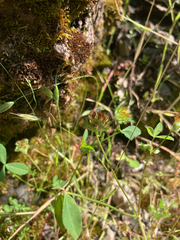 Trifolium cyathiferum