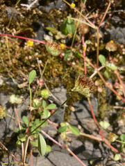 Trifolium cyathiferum
