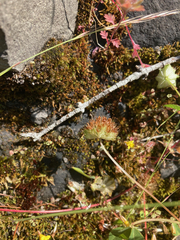 Trifolium cyathiferum