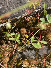 Trifolium cyathiferum