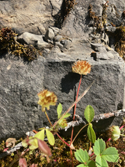 Trifolium cyathiferum