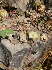Trifolium cyathiferum