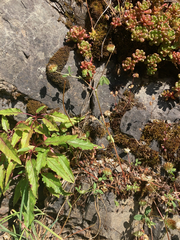 Trifolium cyathiferum