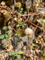 Trifolium cyathiferum