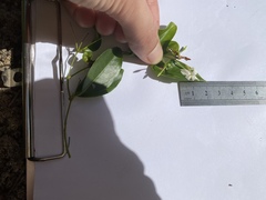 Jasminum simplicifolium