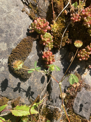 Trifolium cyathiferum