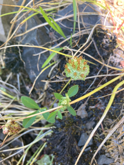 Trifolium cyathiferum