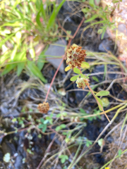 Trifolium cyathiferum