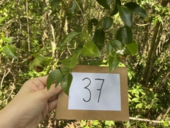 Jasminum simplicifolium