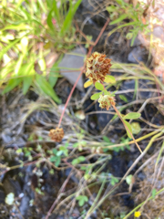 Trifolium cyathiferum
