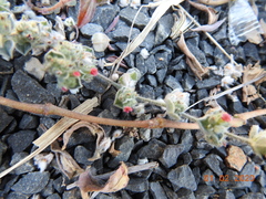 Indigofera cordifolia