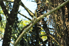 Dendrocopos analis