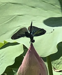 Rhyothemis fuliginosa