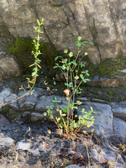 Trifolium cyathiferum