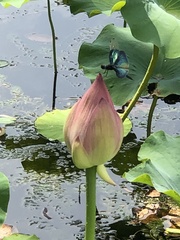 Rhyothemis fuliginosa