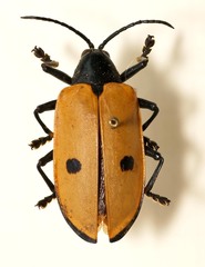 Alurnus bipunctatus