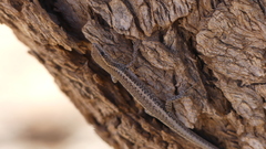 Cryptoblepharus australis