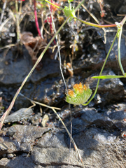 Trifolium cyathiferum