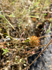 Trifolium cyathiferum