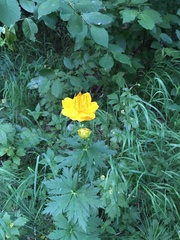 Trollius asiaticus
