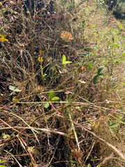 Trifolium cyathiferum