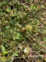 Trifolium cyathiferum