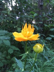 Trollius asiaticus